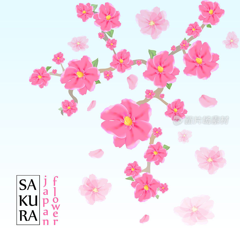 樱花日本樱花枝与盛开的花朵矢量插图