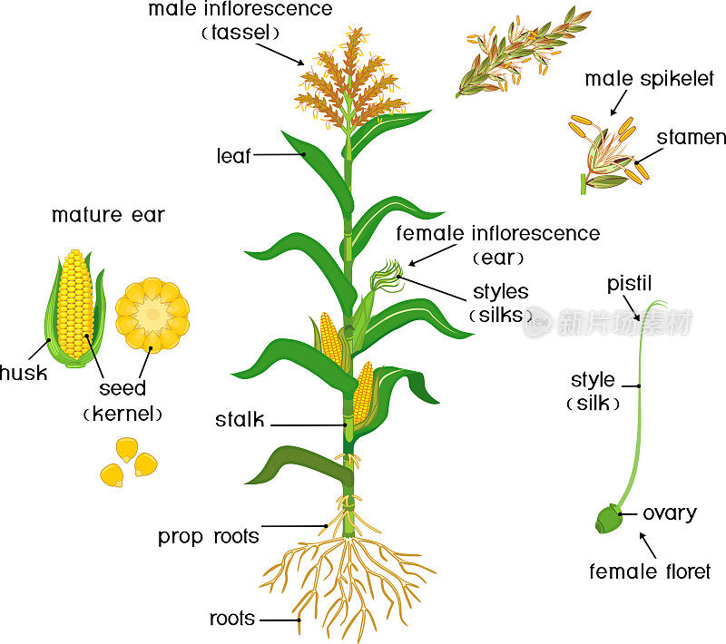 部分的植物。叶片、根系、果实和花均为绿色的玉米(玉米)植株的形态