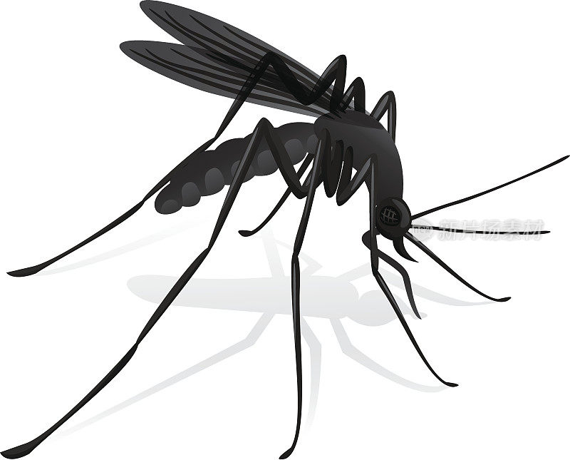 大自然中，蚊子是高跷病的传播者。