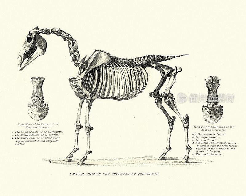 马的骨架，19世纪的雕刻