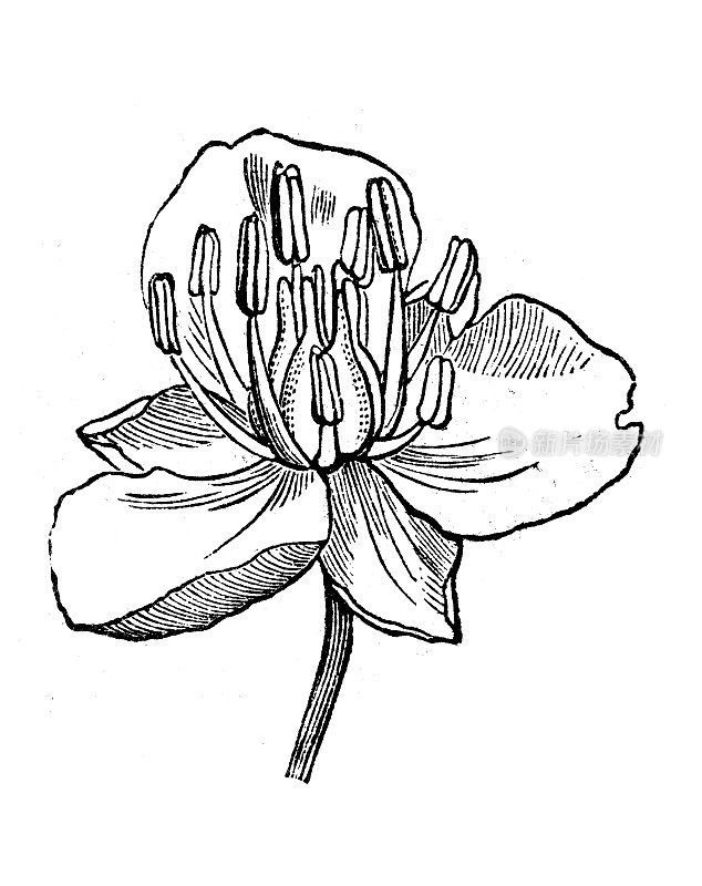 古植物学插图:伞形布托、灯心草、灯心草