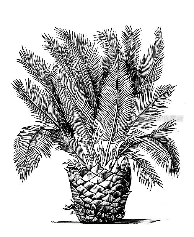古植物学插图:苏铁、西米棕榈、西米王