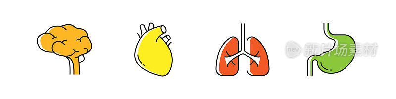 人体器官和解剖学相关的矢量线图标。大纲符号集合