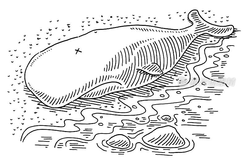 在海滩绘画的死抹香鲸