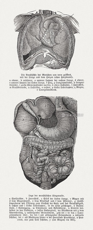 人体内脏，木刻，1893年出版