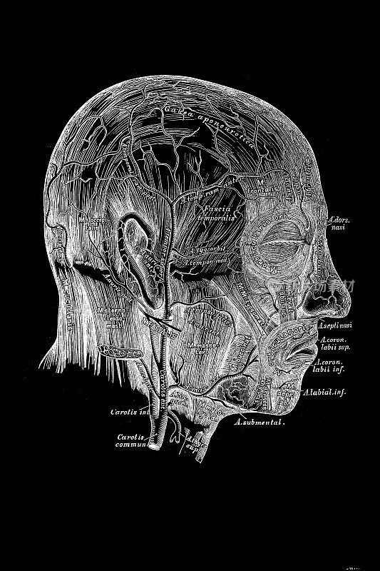 面部和颅骨的动脉