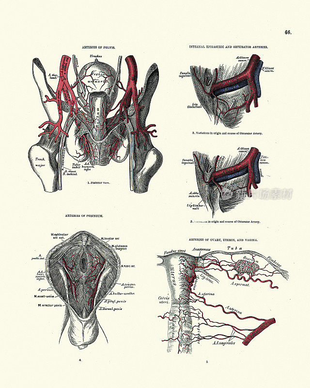 骨盆动脉，上腹部闭孔，卵巢子宫，阴道，会阴，19世纪维多利亚时代解剖图