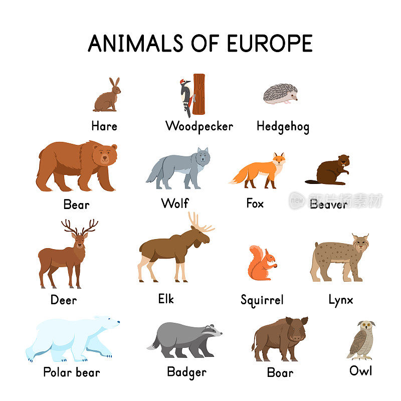 欧洲动物:野兔、啄木鸟、刺猬、熊、狼、狐狸、海狸、鹿、麋鹿、松鼠、猞猁、北极熊、猫头鹰、野猪、白底獾。平坦的卡通。
