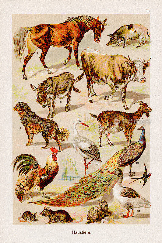 家畜彩色石刻术1899年