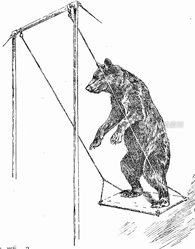 马戏团里的动物:摇摆熊