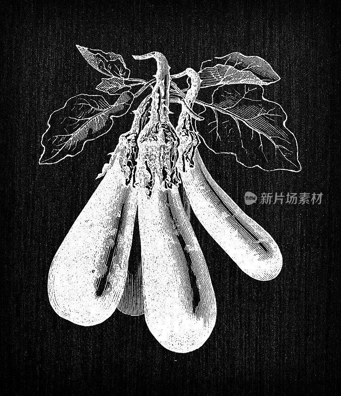 植物学蔬菜植物仿古雕刻插图:茄子长