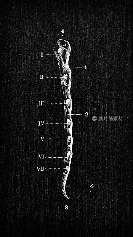 人体解剖骨骼古玩插图:胸骨