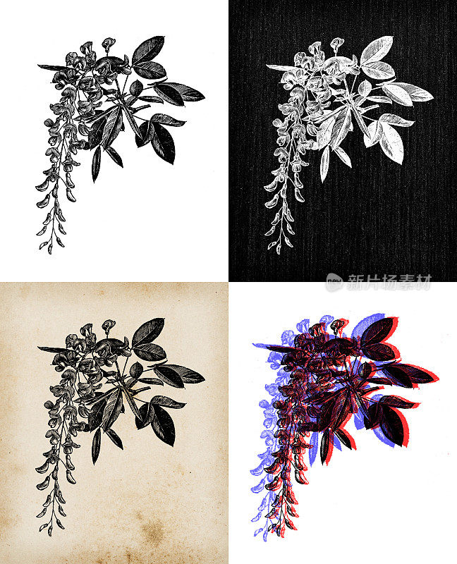 古董植物学插图:金链花、金链花、金链花