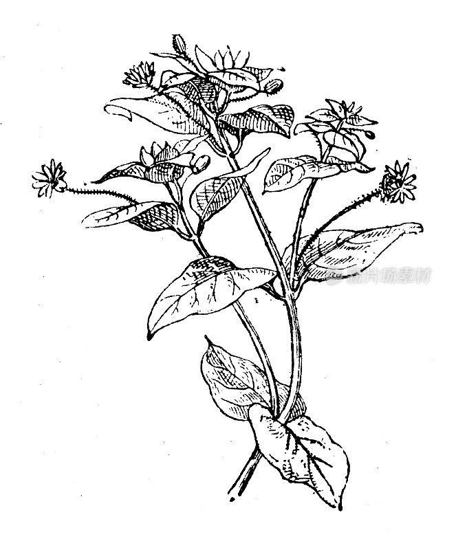 古色古香插图:星形花，繁缕