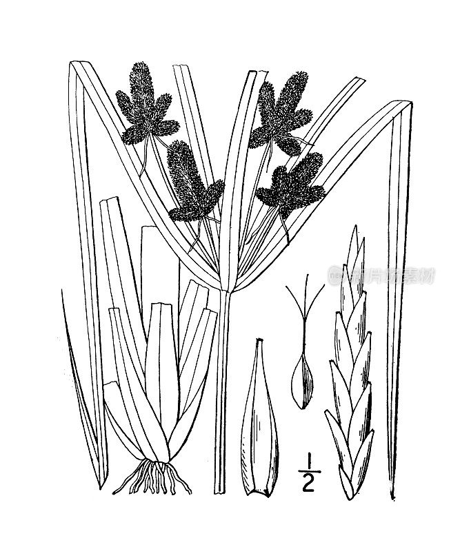 古植物学植物插图:黑附、黑附