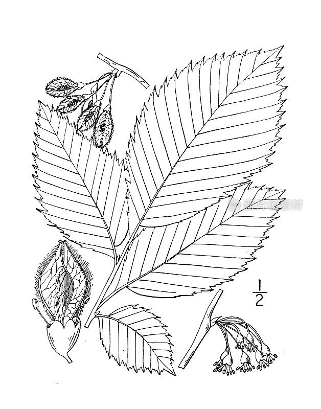 古植物学植物插图:美国榆树、美国榆树、白榆树