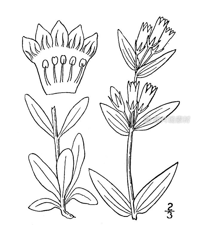 古植物学植物插图:龙胆，北龙胆