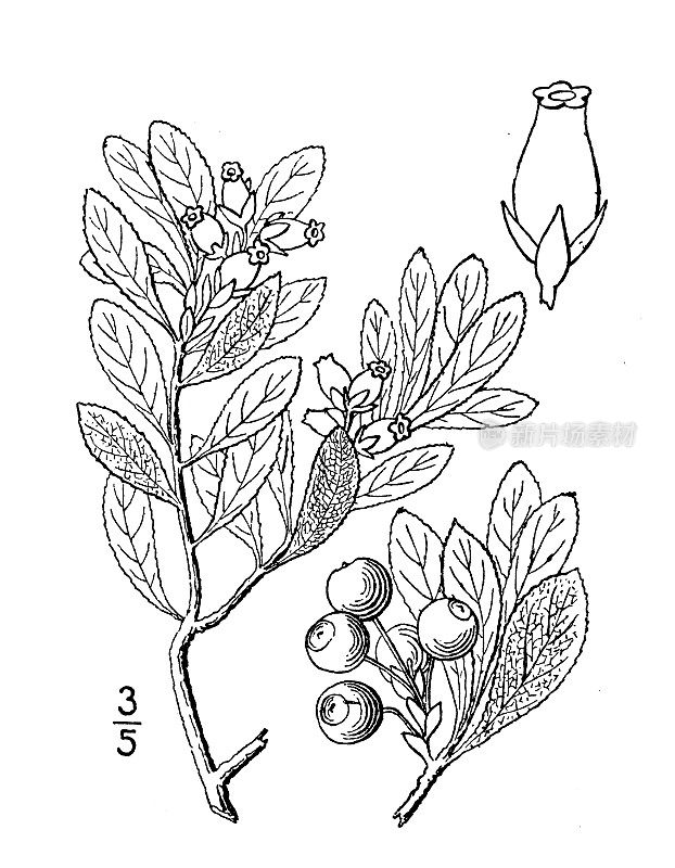 古植物学植物插图:高山麦拉尼亚、高山熊果