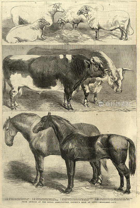 1861年，英国皇家农业协会在利兹举办的展览，获奖的农场动物，绵羊、牛、马，19世纪