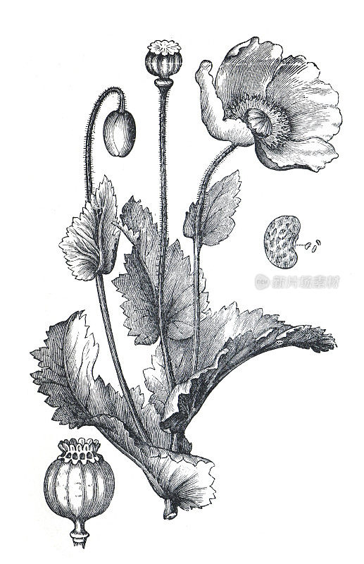罂粟花。或者罂粟花。手绘插图。(罂粟科)古老的雕刻和古董花。野外罂粟花插图。