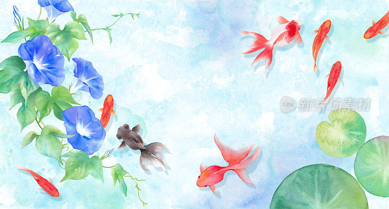 夏天的影像背景由金鱼、牵牛花和睡莲的叶子组成。水彩插图。对炎热的同情。有一条金鱼的影子。