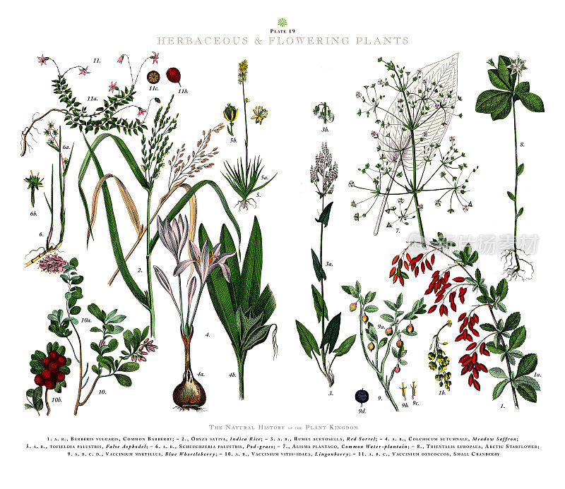 古董雕刻，草本植物和开花植物，植物王国，维多利亚植物插图，大约1853年