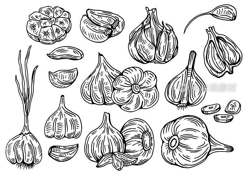 大蒜轮廓绘制单色图标集。一堆大蒜，装在网袋里和松软的大蒜面包。矢量插图的蔬菜，农产品。