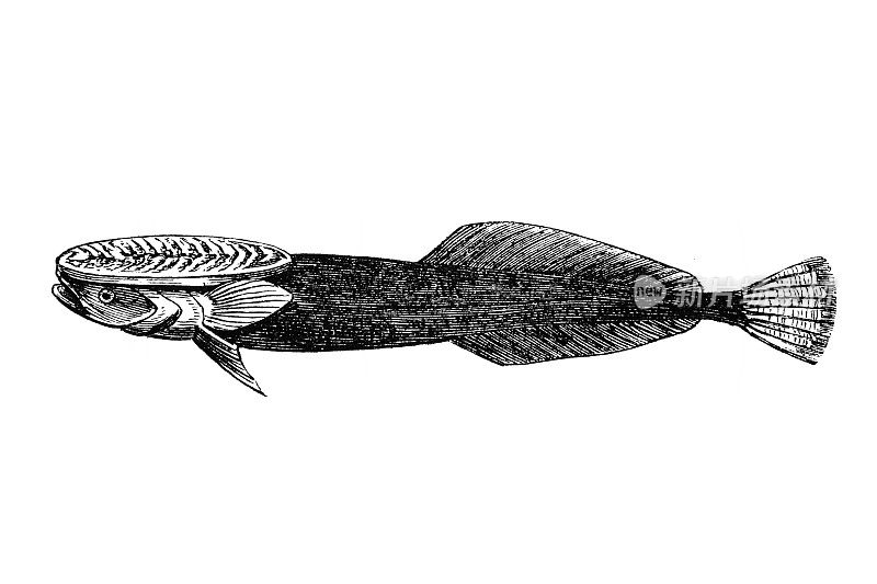 紧贴鱼是戈比鱼科的鱼类，是戈比鱼形目唯一的科