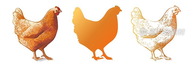 鸡，鸡，鸟。家禽、肉鸡、农场动物饲养。复古的复活节卡片。鸡蛋包装设计。写实素描，线条，轮廓，雕刻插图。