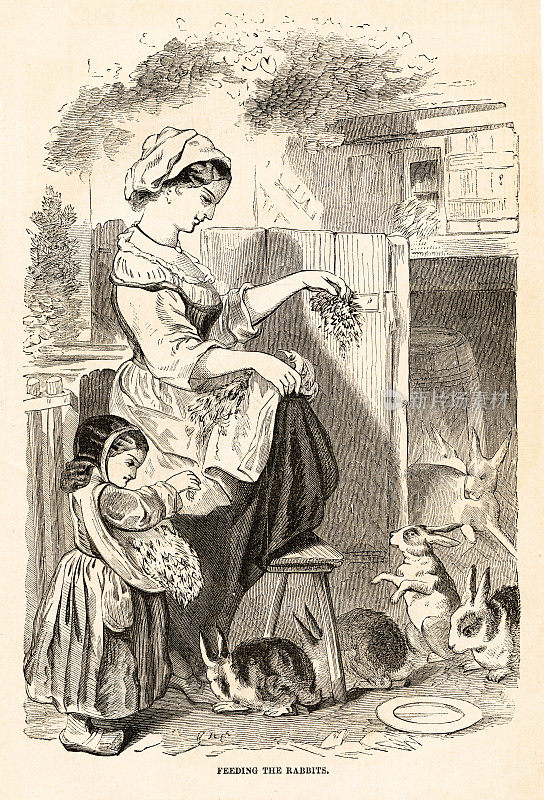 喂兔子-雕刻插图1862
