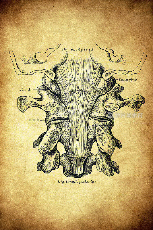 锁骨、寰椎和枕骨之间的韧带
