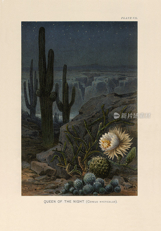 《植物自然史》，维多利亚植物学插图，1897年，夜之女王