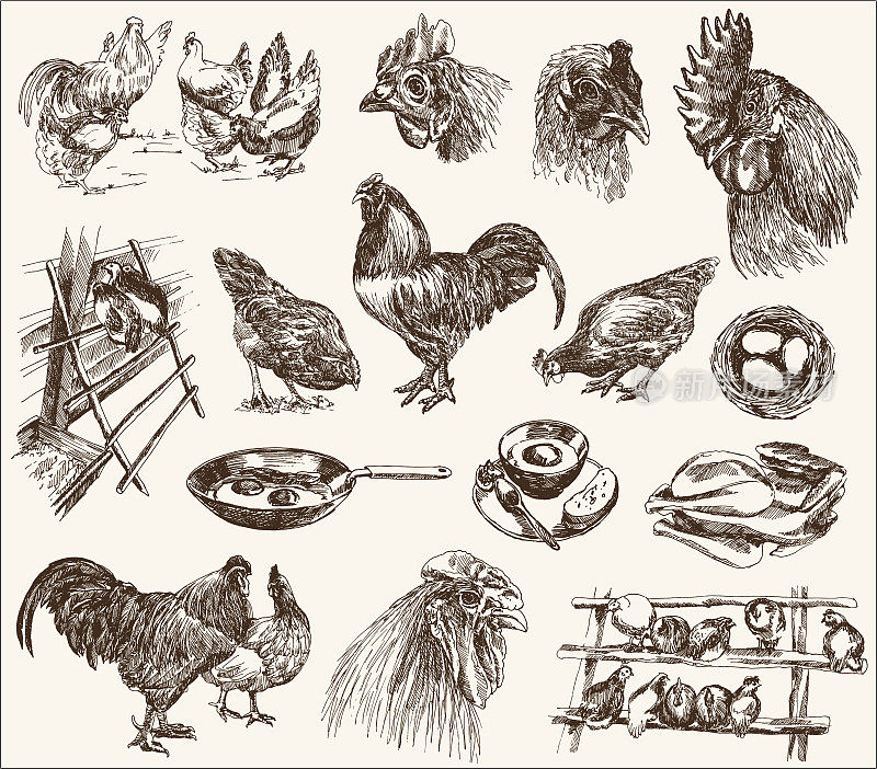 黑墨水草图的养鸡概念