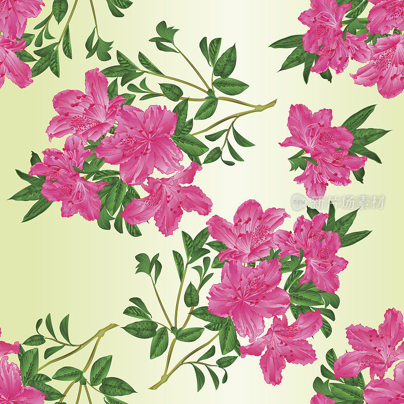 无缝纹理细枝粉红杜鹃花与叶复古矢量编辑植物插图
