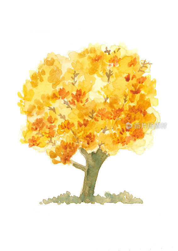 秋日孤橙树，自然水彩画插画