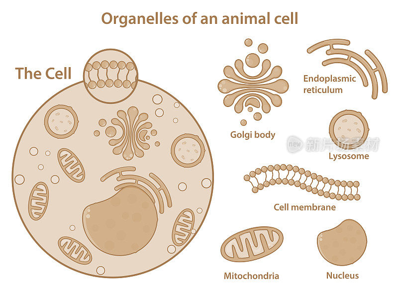 动物(真核细胞)细胞的主要细胞器和组成部分。
