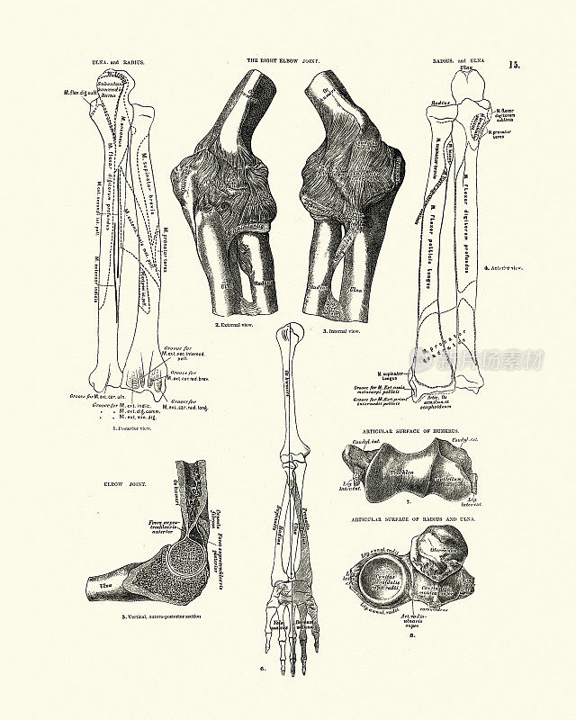 右肘关节，尺骨和桡骨，维多利亚解剖学图