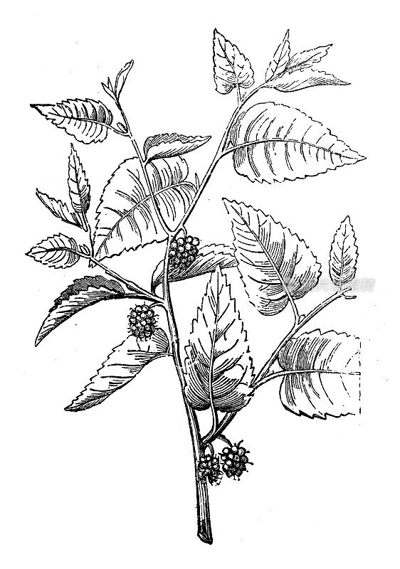 古植物学插图:桑树、白桑树