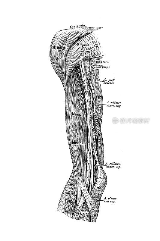 肱动脉的走向和分支