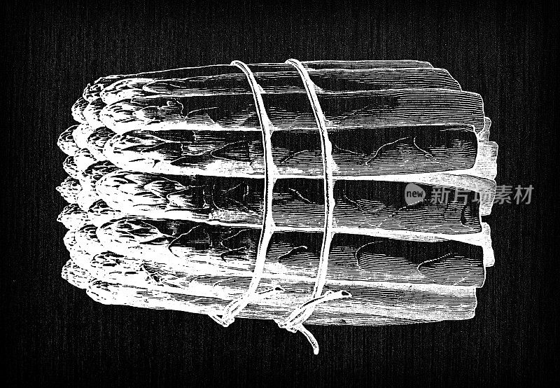 植物学蔬菜植物古董雕刻插图:芦笋