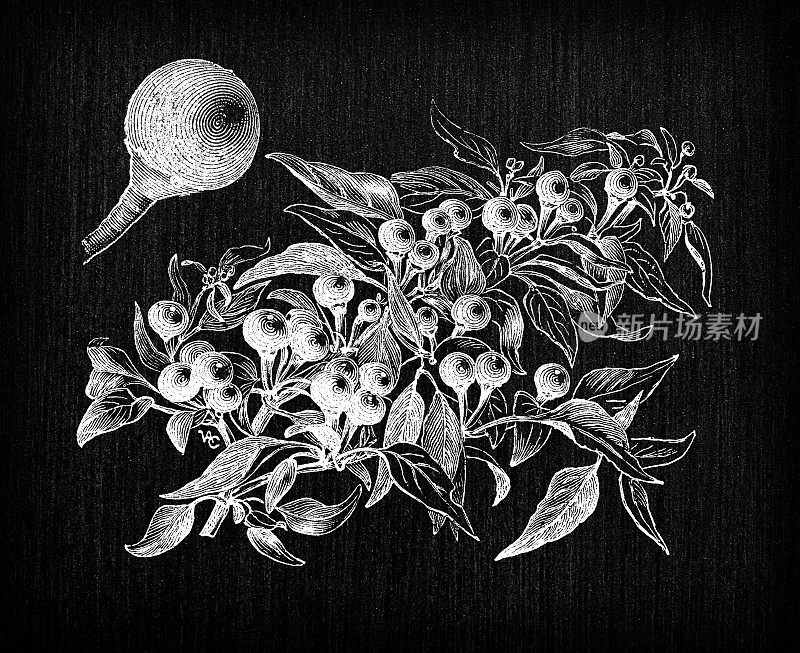 植物学蔬菜植物古董雕刻插图:樱桃辣椒