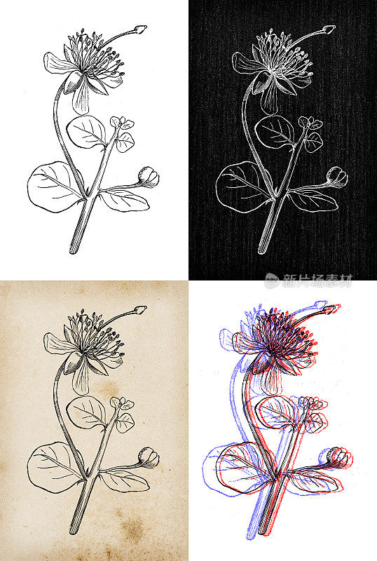 古董植物学插图:刺山柑、刺山柑丛
