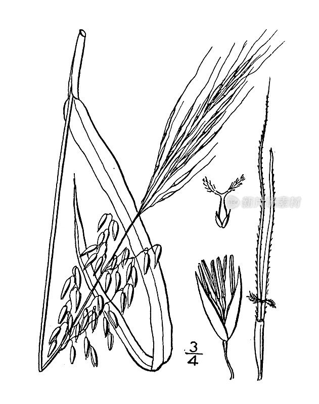 古植物学植物插图:紫丁香，野生稻，印度稻，燕麦，芦苇