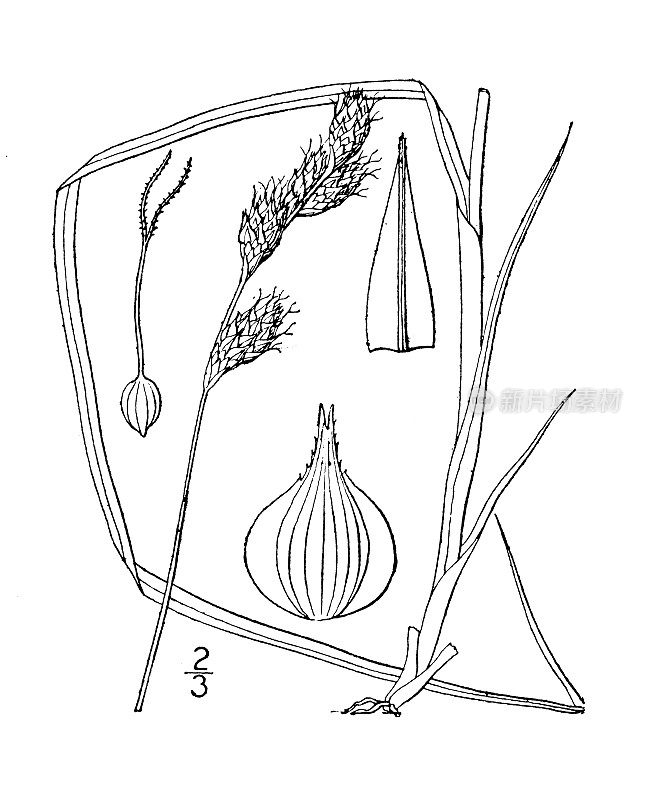古植物学植物插图:苔草、莎草