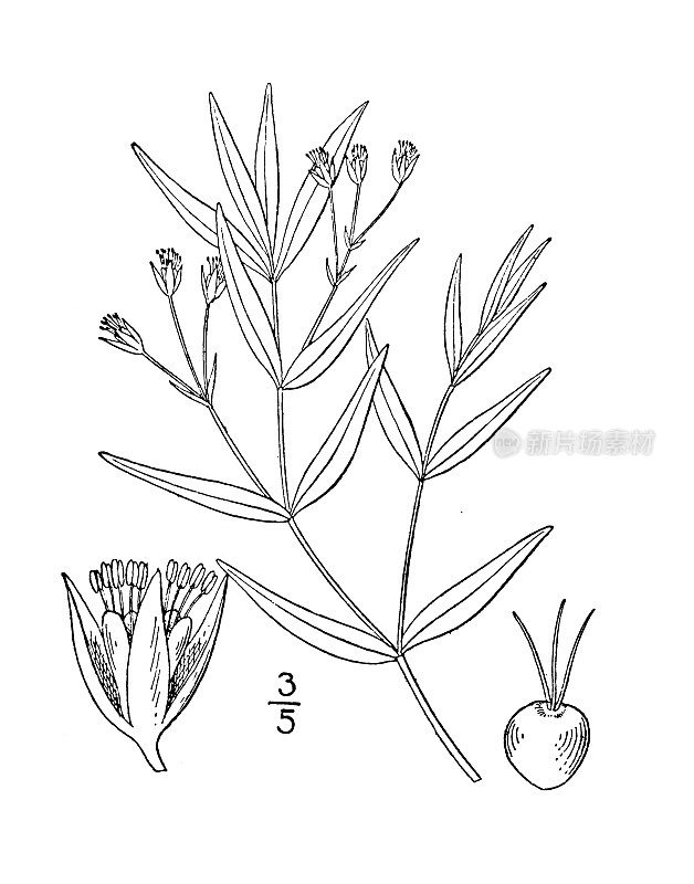 古植物学植物插图:大叶莫林、大叶莫林