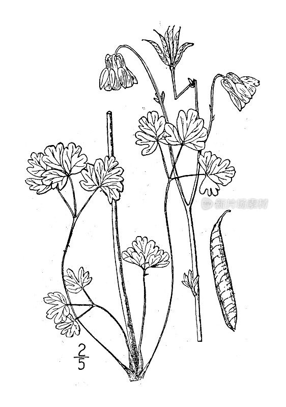 古植物学植物插图:短花柱耧斗菜、小花耧斗菜