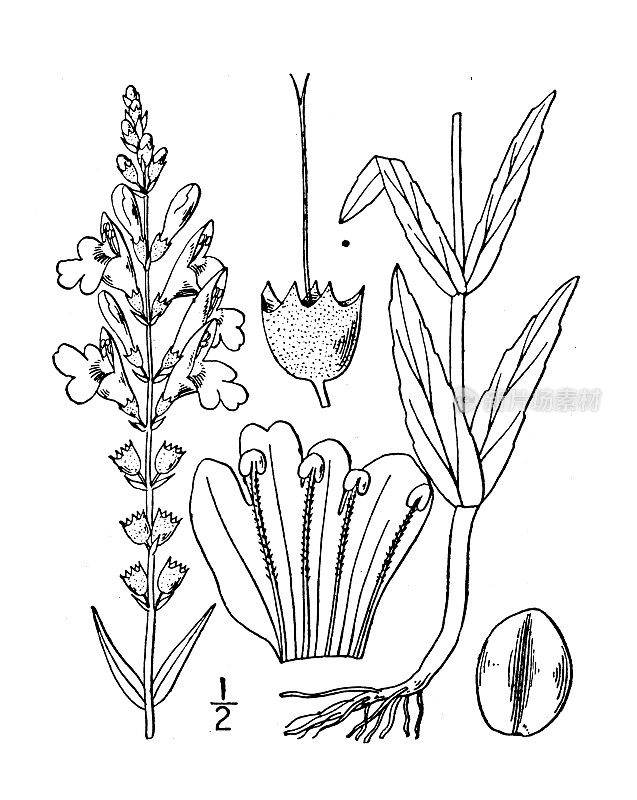 古植物学植物插图:植骨草、瘦狮心