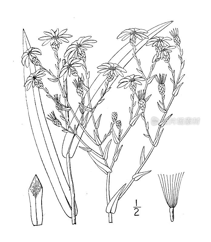 古植物学植物插图:紫苑，窄叶光滑紫苑