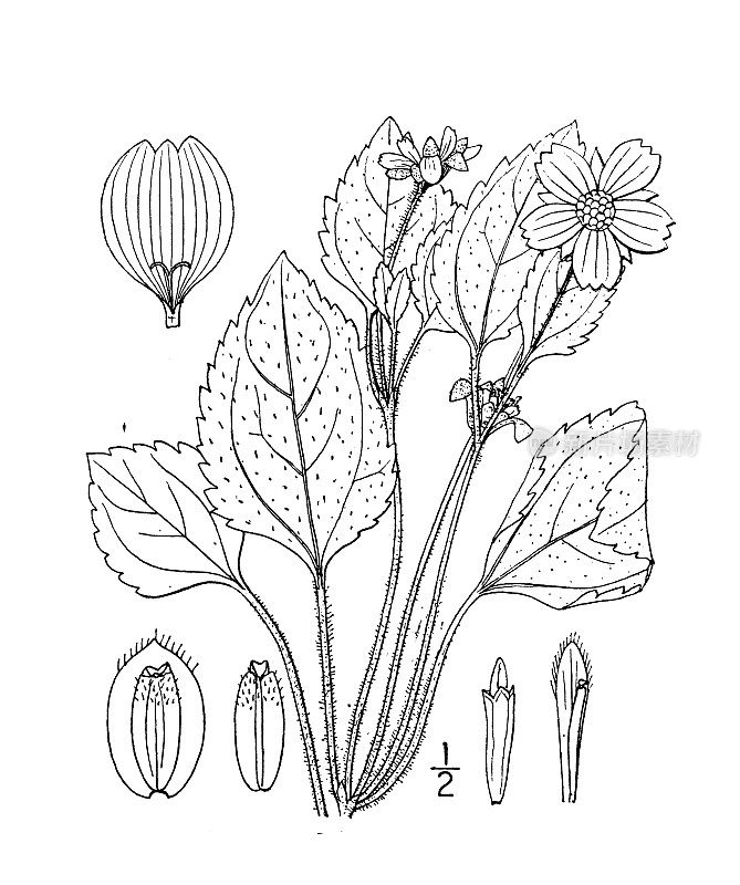 古植物学植物插图:金菊、金菊