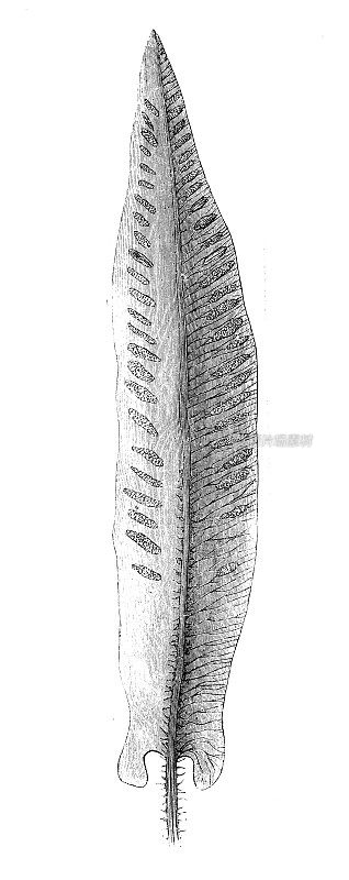 古董雕刻插图:天青石、鹿舌蕨